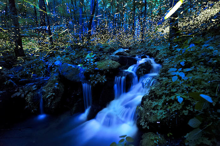 Fireflies by a stream in North Carolina.