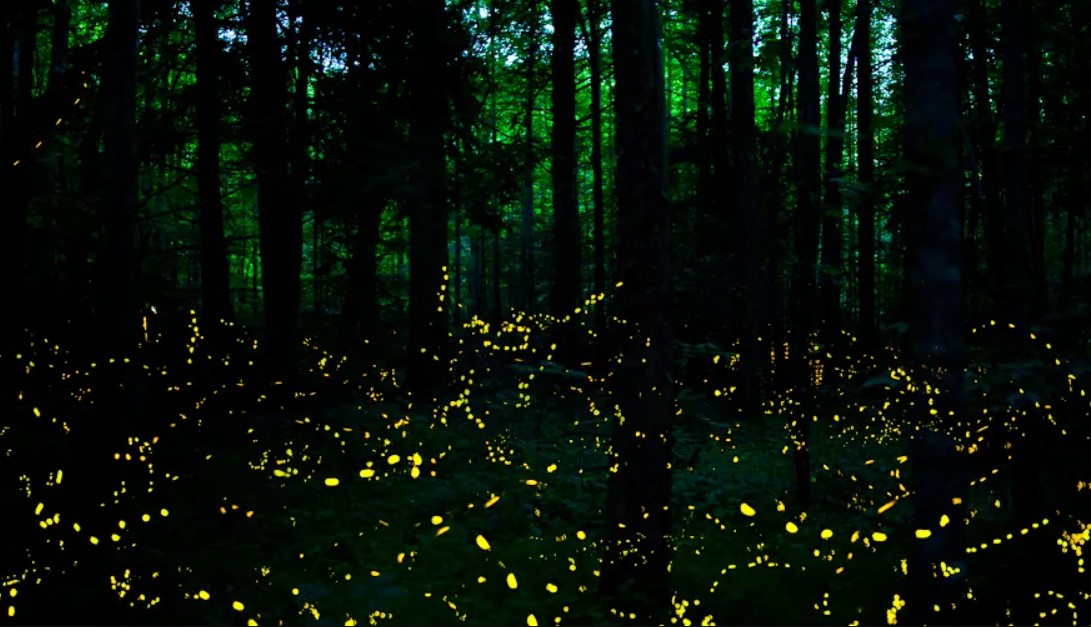 Fireflies in Dupont Forest.