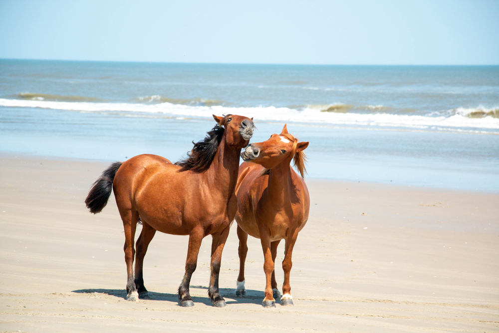 Two wild horses stand on the beach of Corolla, NC.