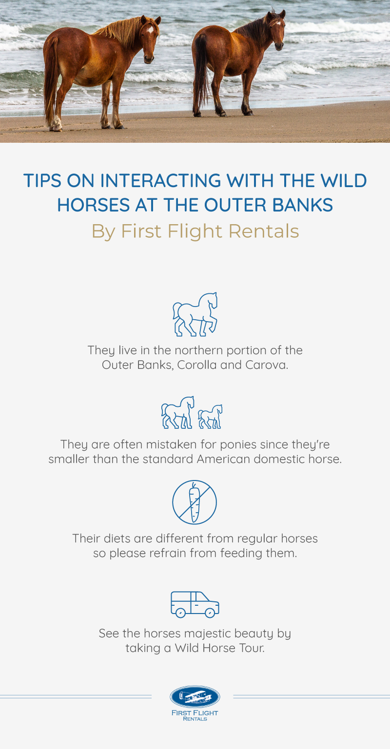 Tips on interacting with wild horses by First Flight Rentals, an Outer Banks vacation rental company.