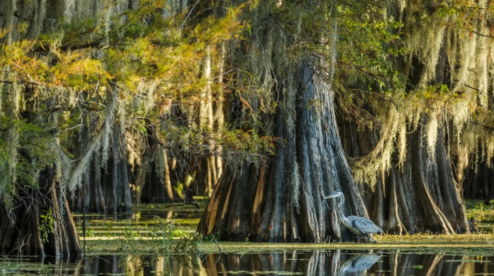 Cypress trees in a North Carolina swamp.